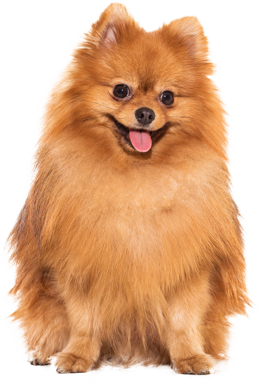 Anjing